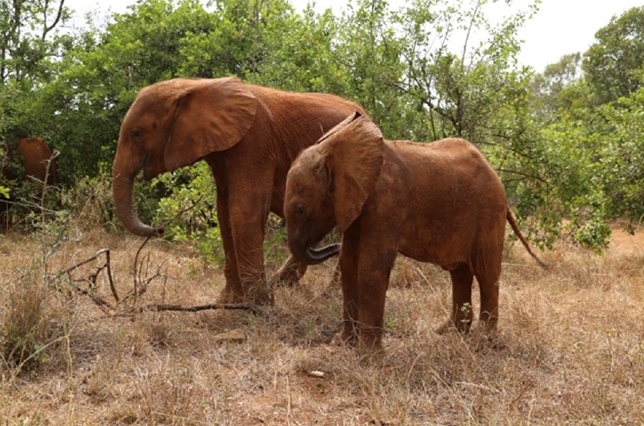 Ngilai (in foreground) with friend Kamok